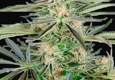 Screwdriver OG Feminized