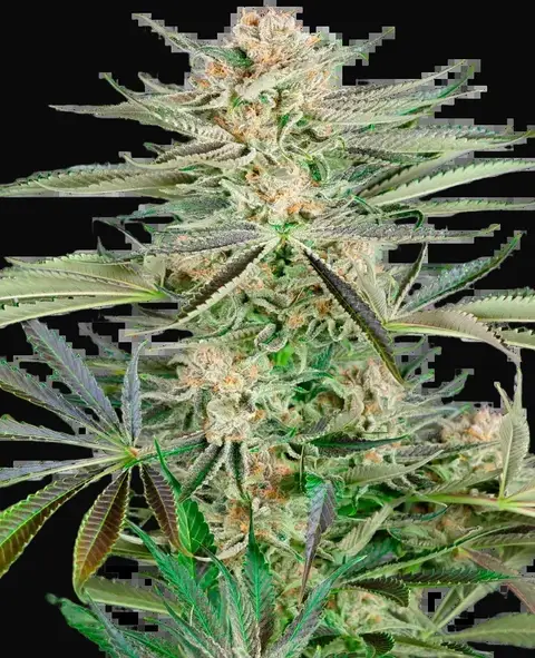 Screwdriver OG Feminized