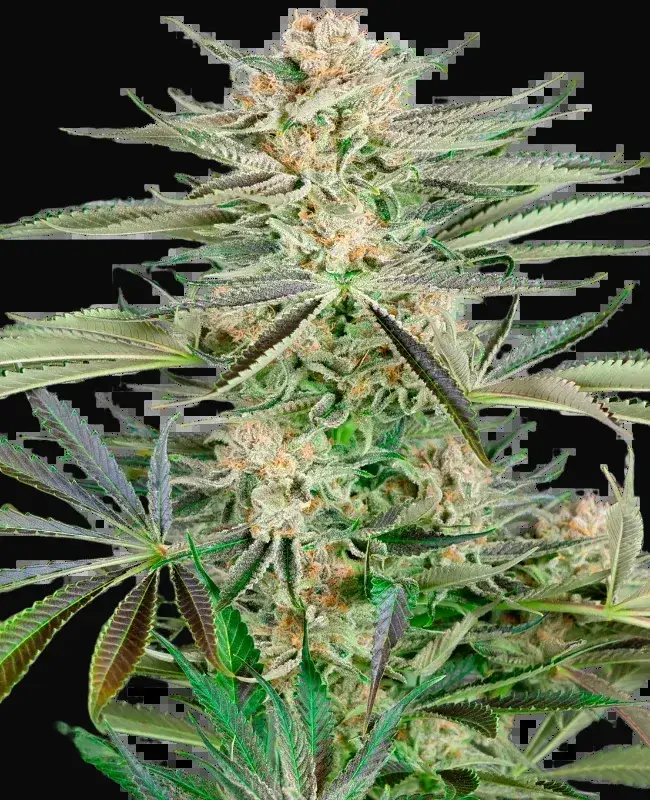 Screwdriver OG Feminized