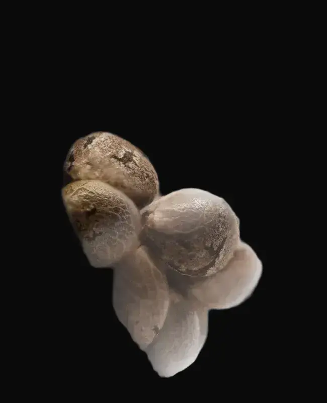Screwdriver OG Feminized — zdjęcie 3