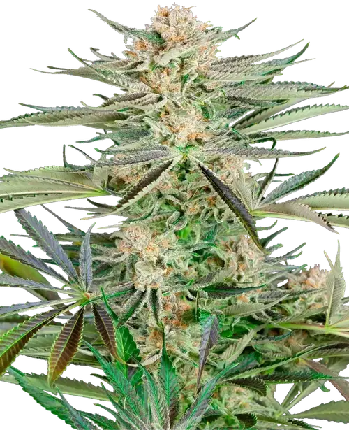 Screwdriver OG Feminized