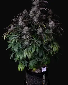 Scuzzlebutt Auto