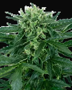 Sensi Amnesia Automatic