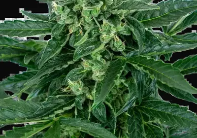 Sensi Amnesia Automatic