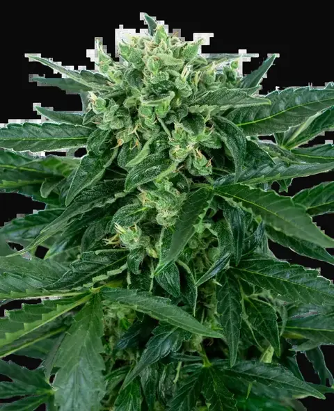 Sensi Amnesia Automatic