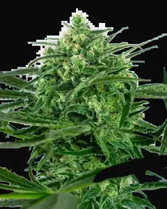 Sensi Amnesia Feminized