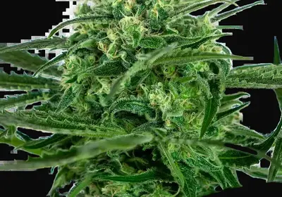 Sensi Amnesia Feminized