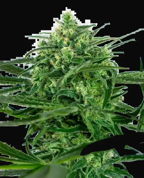 Sensi Amnesia Feminized