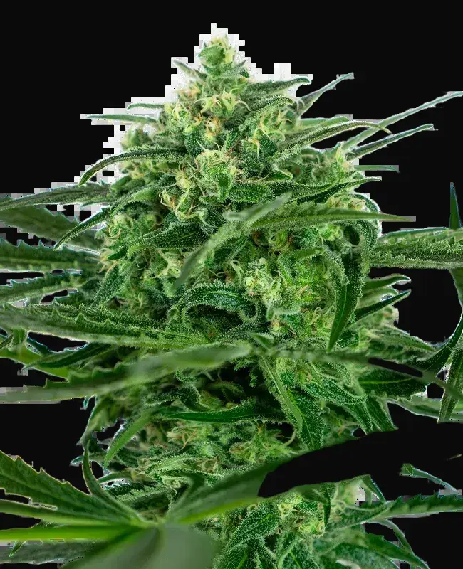 Sensi Amnesia Feminized