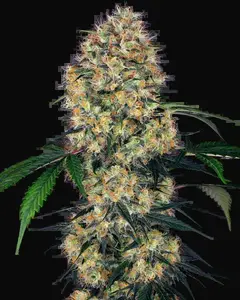 Sensi Amnesia XXL Automatic