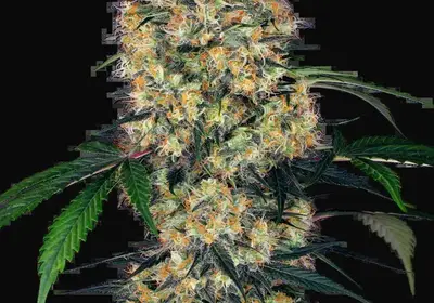 Sensi Amnesia XXL Automatic
