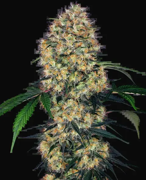 Sensi Amnesia XXL Automatic