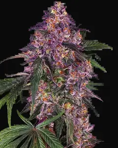 Sensi Purple Kush Feminized