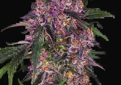 Sensi Purple Kush Feminized