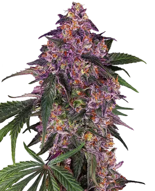 Sensi Purple Kush Feminized