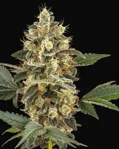 Sensi Sangria Feminized