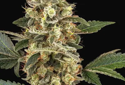 Sensi Sangria Feminized