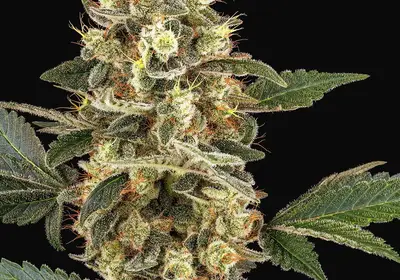 Sensi Sangria Feminized