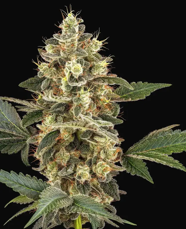 Sensi Sangria Feminized