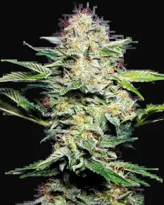 Sensi Skunk Automatic