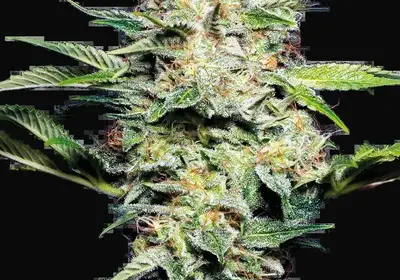 Sensi Skunk Automatic