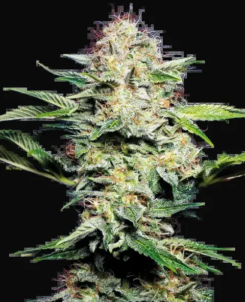 Sensi Skunk Automatic