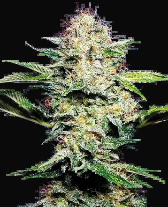 Sensi Skunk Automatic