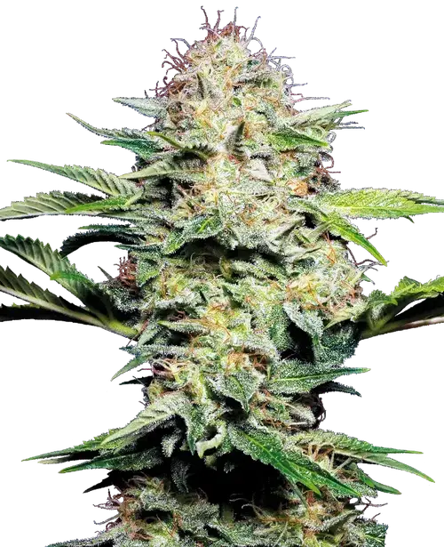 Sensi Skunk Automatic