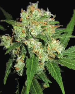 Sensi Skunk Feminized