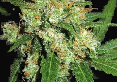 Sensi Skunk Feminized