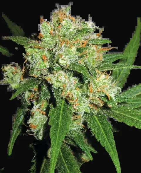Sensi Skunk Feminized