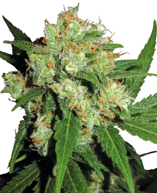 Sensi Skunk Feminized
