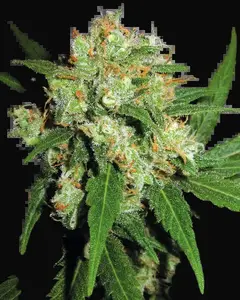 Sensi Skunk Regular
