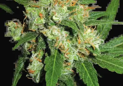 Sensi Skunk Regular