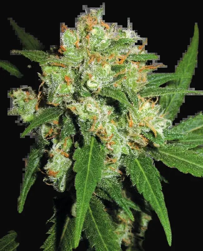 Sensi Skunk Regular