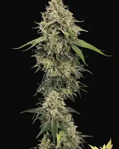 Sensi Star