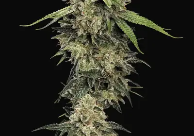 Sensi Star