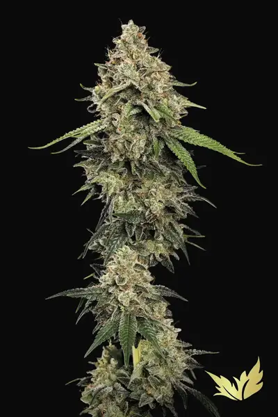 Sensi Star
