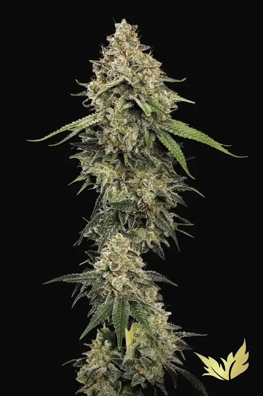 Sensi Star