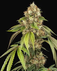 Sensi True Blood Feminized