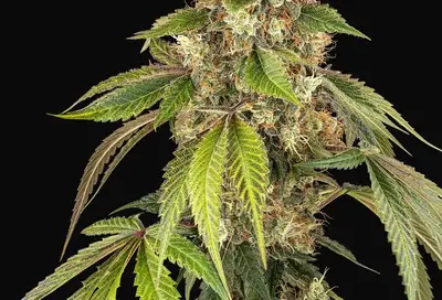 Sensi True Blood Feminized