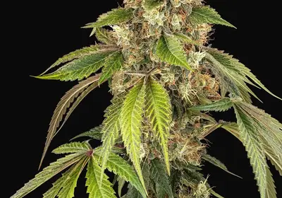 Sensi True Blood Feminized