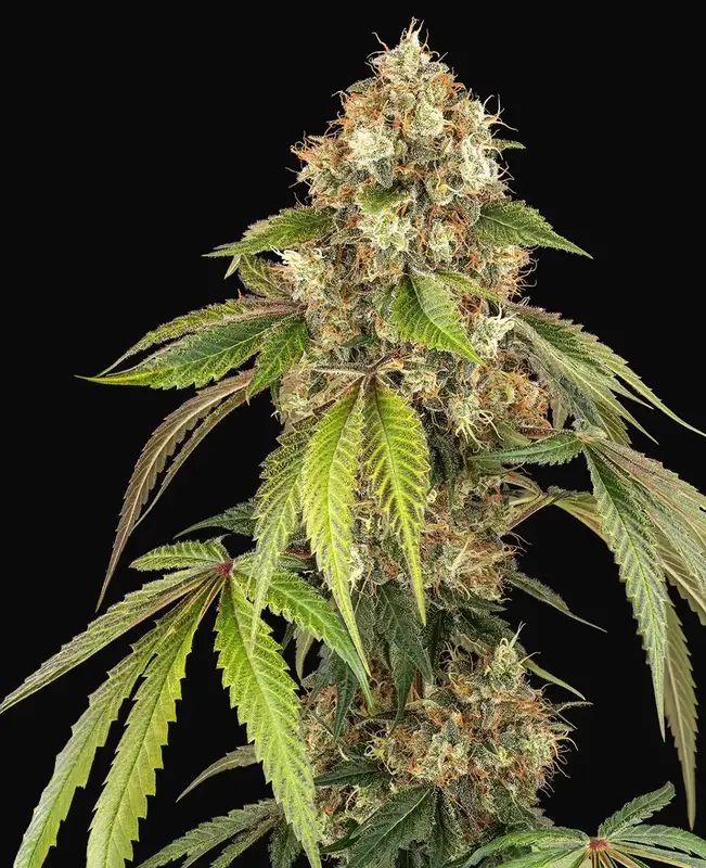 Sensi True Blood Feminized
