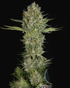 Serious Kush