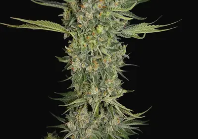 Serious Kush