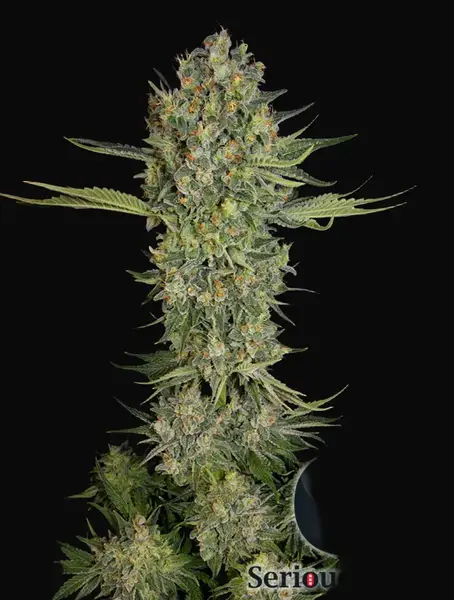 Serious Kush