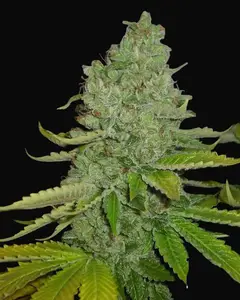 SFV OG Kush