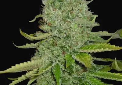 SFV OG Kush