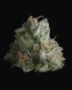 Shark CBD