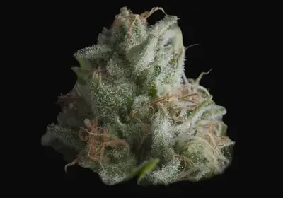 Shark CBD